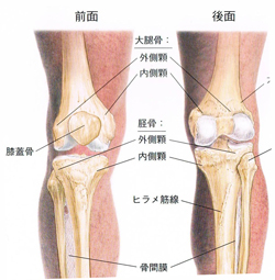 膝の仕組みイメージ